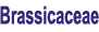 Brassicaceae
