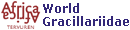Global Gracillariidae