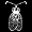 Lace Bugs Database