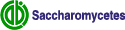 Saccharomycetes