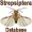 Strepsiptera Database
