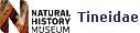 Tineidae NHM