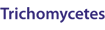 Trichomycetes
