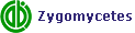 Zygomycetes