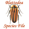 BSF: Blattodea Species File Online