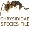 ChrysididaeSF: ChrysididaeSF: Chrysididae Species File