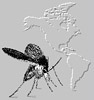 CIPA: CIPA: Computer Aided Identification of Phlebotomine sandflies of Americas CIPA: CIPA: Computer Aided Identification of Phlebotomine sandflies of Americas