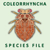 ColeorrhynchaSF: SF Coleorrhyncha: Coleorrhyncha Species File