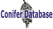Conifer Database: Conifer Database Conifer Database: Conifer Database