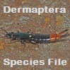 DermapteraSF: DermapteraSF: Dermaptera Species File DermapteraSF: DermapteraSF: Dermaptera Species File