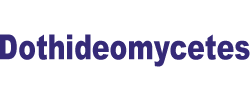 Dothideomycetes: Dothideomycetes