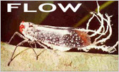 FLOW: FLOW: Fulgoromorpha Lists On the WEB FLOW: FLOW: Fulgoromorpha Lists On the WEB