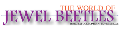 Jewel Beetles: Jewel Beetles: The World of Jewel Beetles Jewel Beetles: Jewel Beetles: The World of Jewel Beetles