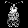 Lace Bugs Database: Lace Bugs Database (Hemiptera: Tingidae)