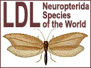LDL Neuropterida: LDL Neuropterida Species of the World LDL Neuropterida: LDL Neuropterida Species of the World