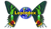 LepIndex: LepIndex: The Global Lepidoptera Names Index