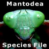 MantodeaSF: MantodeaSF: Mantodea Species File
