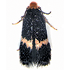 Nepticuloidea: Nepticuloidea: Nepticulidae and Opostegidae of the World