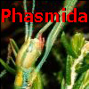 PhasmidaSF: PhasmidaSF: Phasmida Species File PhasmidaSF: PhasmidaSF: Phasmida Species File