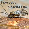 PsocodeaSF: PsocodeaSF: Psocodea Species File