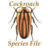 SF Cockroach: SF Cockroach: Cockroach Species File