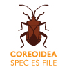 SF Coreoidea: SF Coreoidea: Coreoidea Species File SF Coreoidea: SF Coreoidea: Coreoidea Species File