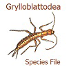 SF Grylloblattodea: SF Grylloblattodea: Grylloblattodea Species File