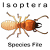 SF Isoptera: SF Isoptera: Isoptera Species File