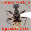 SF Lygaeoidea: SF Lygaeoidea: Lygaeoidea Species File SF Lygaeoidea: SF Lygaeoidea: Lygaeoidea Species File