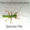 SF Mantophasmatodea: SF Mantophasmatodea: Mantophasmatodea Species File SF Mantophasmatodea: SF Mantophasmatodea: Mantophasmatodea Species File