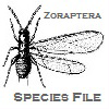 SF Zoraptera: SF Zoraptera: Zoraptera Species File SF Zoraptera: SF Zoraptera: Zoraptera Species File