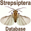 Strepsiptera Database: Strepsiptera Database: Global Strepsiptera Database