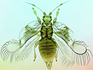 ThripsWiki: ThripsWiki - providing information on the World's thrips
