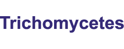 Trichomycetes: Trichomycetes