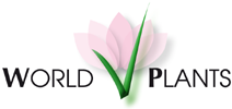 World Plants: World Plants: Synonymic Checklists of the Vascular Plants of the World