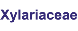 Xylariaceae: Xylariaceae: Home of the Xylariaceae Xylariaceae: Xylariaceae: Home of the Xylariaceae